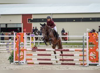 Sang-chaud slovaque, Jument, 6 Ans, 160 cm, Bai cerise