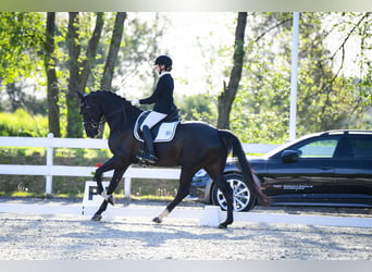 Sang-chaud slovaque, Jument, 6 Ans, 170 cm, Noir