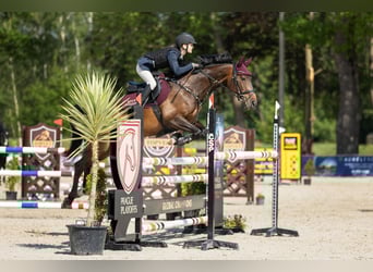 Sang-chaud slovaque, Jument, 7 Ans, 162 cm, Bai brun