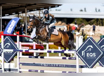 Sang-chaud slovaque, Jument, 7 Ans, 162 cm, Bai brun