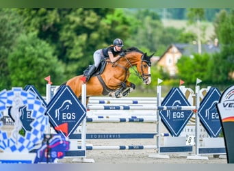 Sang-chaud slovaque, Jument, 7 Ans, 172 cm, Bai