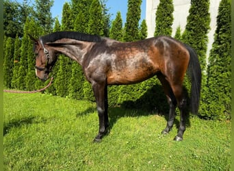 Sang-chaud slovaque, Jument, 7 Ans, 175 cm, Bai brun