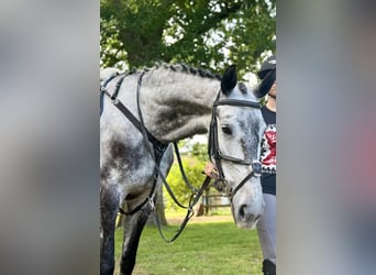 Sang-chaud slovaque, Jument, 9 Ans, 171 cm, Gris