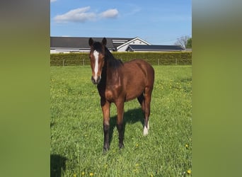 Sang-chaud suédois, Étalon, 1 Année, Bai cerise