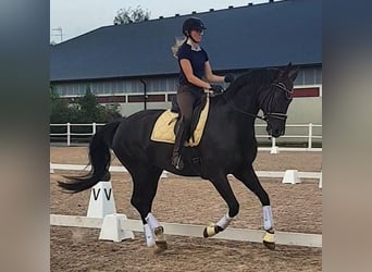 Sang-chaud suédois, Étalon, 8 Ans, 172 cm, Grullo