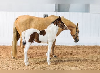 Sang-chaud suédois, Étalon, Poulain (06/2026), 165 cm, Tobiano-toutes couleurs