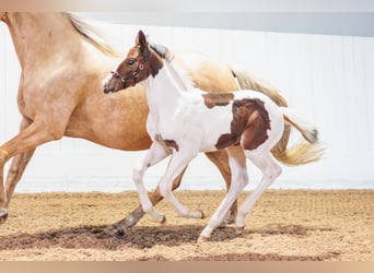Sang-chaud suédois, Étalon, Poulain (06/2026), 165 cm, Tobiano-toutes couleurs