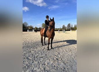 Sang-chaud suédois Croisé, Hongre, 10 Ans, 163 cm, Bai clair