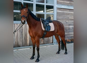 Sang-chaud suédois Croisé, Hongre, 10 Ans, 163 cm, Bai clair