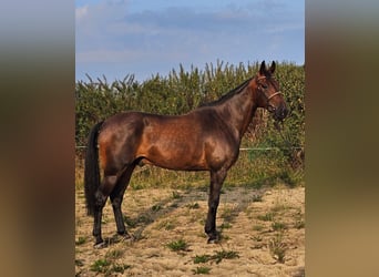 Sang-chaud suédois Croisé, Hongre, 10 Ans, 165 cm, Bai