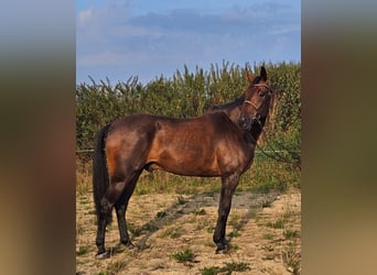 Sang-chaud suédois Croisé, Hongre, 10 Ans, 165 cm, Bai