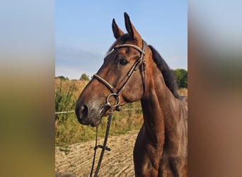 Sang-chaud suédois Croisé, Hongre, 10 Ans, 165 cm, Bai