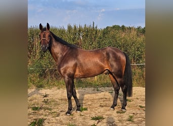 Sang-chaud suédois Croisé, Hongre, 10 Ans, 165 cm, Bai