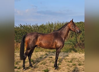 Sang-chaud suédois Croisé, Hongre, 10 Ans, 165 cm, Bai