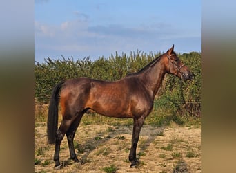 Sang-chaud suédois Croisé, Hongre, 10 Ans, 165 cm, Bai