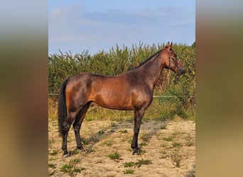 Sang-chaud suédois Croisé, Hongre, 10 Ans, 165 cm, Bai