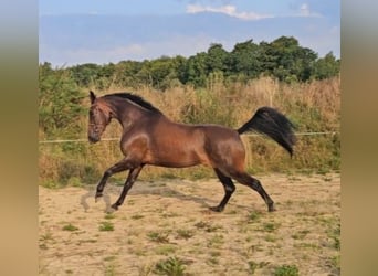 Sang-chaud suédois Croisé, Hongre, 10 Ans, 165 cm, Bai