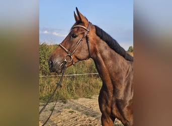 Sang-chaud suédois Croisé, Hongre, 10 Ans, 165 cm, Bai