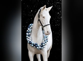 Sang-chaud suédois, Hongre, 10 Ans, 172 cm, Cremello