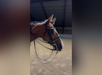 Sang-chaud suédois Croisé, Hongre, 13 Ans, 185 cm, Bai cerise