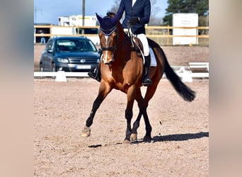 Sang-chaud suédois, Hongre, 16 Ans, 170 cm, Bai