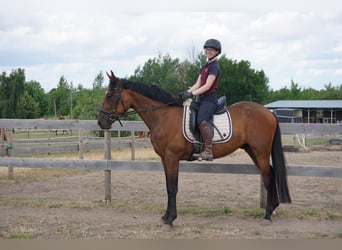 Sang-chaud suédois Croisé, Hongre, 4 Ans, 162 cm, Bai