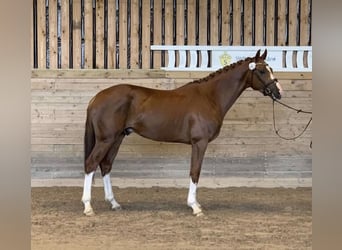 Sang-chaud suédois, Hongre, 4 Ans, 165 cm, Alezan brûlé