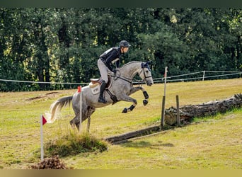 Sang-chaud suédois, Hongre, 4 Ans, 170 cm, Blanc