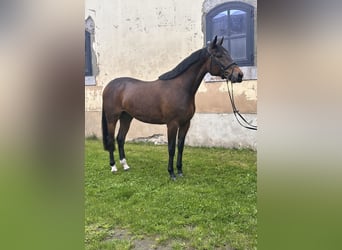 Sang-chaud suédois Croisé, Hongre, 5 Ans, 162 cm, Bai
