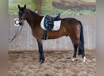 Sang-chaud suédois Croisé, Hongre, 5 Ans, 163 cm, Bai