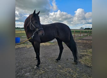 Sang-chaud suédois Croisé, Hongre, 5 Ans, 165 cm, Bai brun