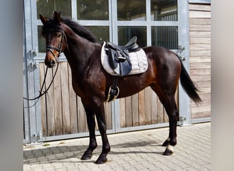 Sang-chaud suédois Croisé, Hongre, 5 Ans, 166 cm, Bai brun