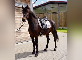 Sang-chaud suédois Croisé, Hongre, 5 Ans, 166 cm, Bai brun