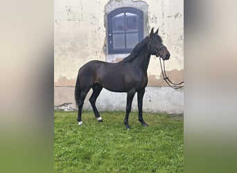 Sang-chaud suédois Croisé, Hongre, 5 Ans, 166 cm, Bai brun