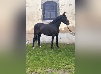 Sang-chaud suédois Croisé, Hongre, 5 Ans, 166 cm, Bai brun