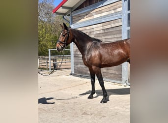 Sang-chaud suédois Croisé, Hongre, 7 Ans, 164 cm, Bai brun