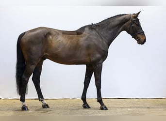 Sang-chaud suédois, Hongre, 8 Ans, 167 cm