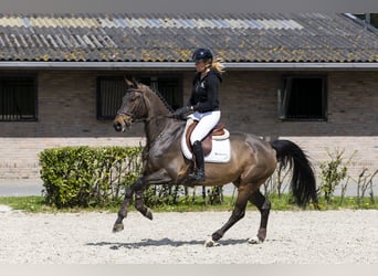 Sang-chaud suédois, Hongre, 8 Ans, 167 cm