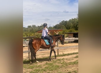Sang-chaud suédois Croisé, Jument, 5 Ans, 153 cm, Bai