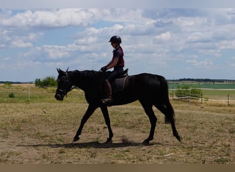 Sang-chaud suédois Croisé, Jument, 5 Ans, 164 cm, Bai brun foncé