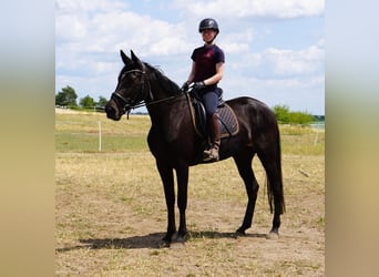 Sang-chaud suédois Croisé, Jument, 5 Ans, 164 cm, Bai brun foncé