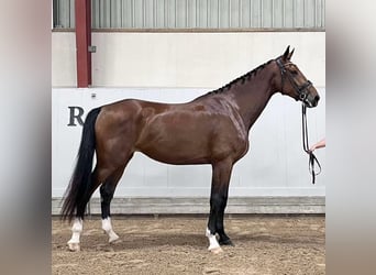Sang-chaud suédois, Jument, 5 Ans, 178 cm, Bai