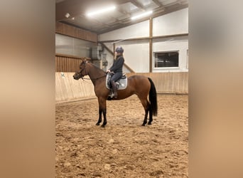 Sang-chaud suédois Croisé, Jument, 6 Ans, 157 cm, Bai