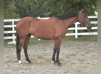 Sang-chaud suédois, Jument, 6 Ans, 157 cm, Bai cerise