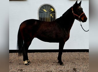 Sang-chaud suédois Croisé, Jument, 8 Ans, 160 cm, Bai brun foncé