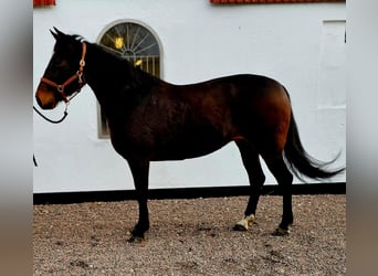 Sang-chaud suédois Croisé, Jument, 8 Ans, 160 cm, Bai brun foncé