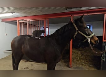 Sang-chaud suédois Croisé, Jument, 8 Ans, 160 cm, Bai brun foncé