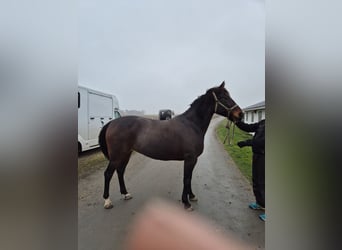 Sang-chaud suédois Croisé, Jument, 8 Ans, 160 cm, Bai brun foncé