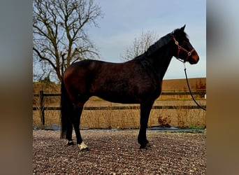 Sang-chaud suédois Croisé, Jument, 8 Ans, 160 cm, Bai brun foncé