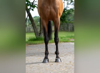 Sang-chaud suédois, Jument, 8 Ans, 166 cm, Bai